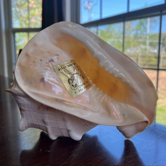 Cassis Cornuta Queen Horned Helmet Shell - Picture 5 of 16